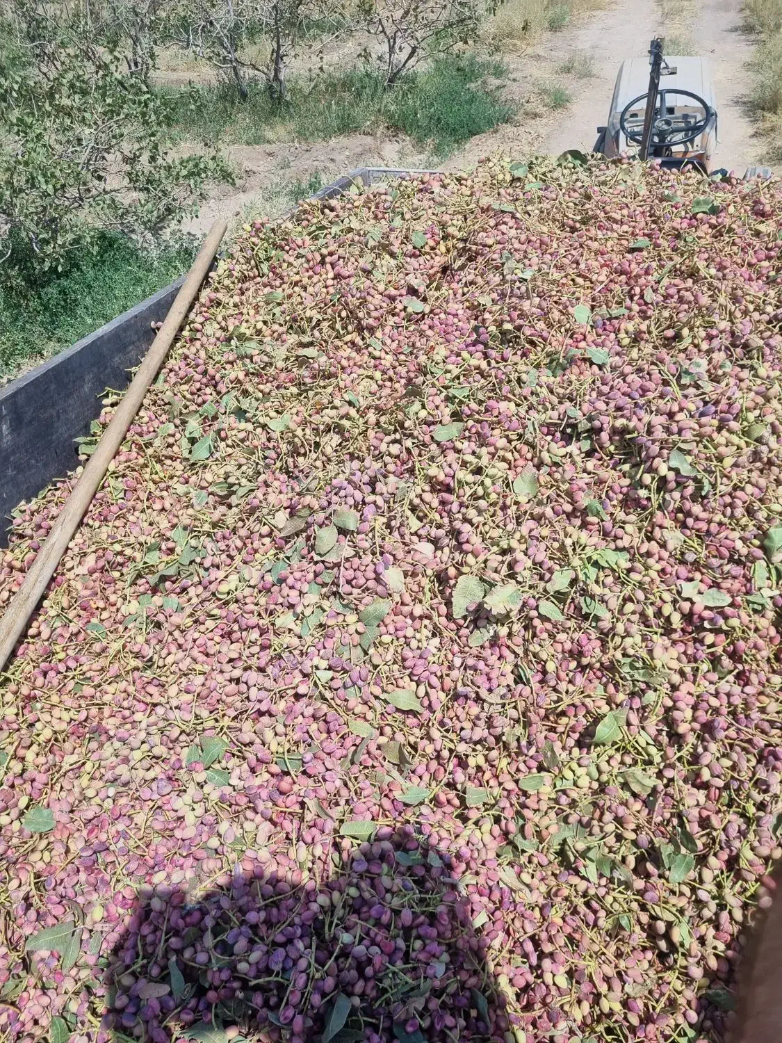 فروش ۲.۵ حبه اب همراه زمین پسته ای|فروش دفتر صنعتی، کشاورزی، تجاری|ماهان, |دیوار