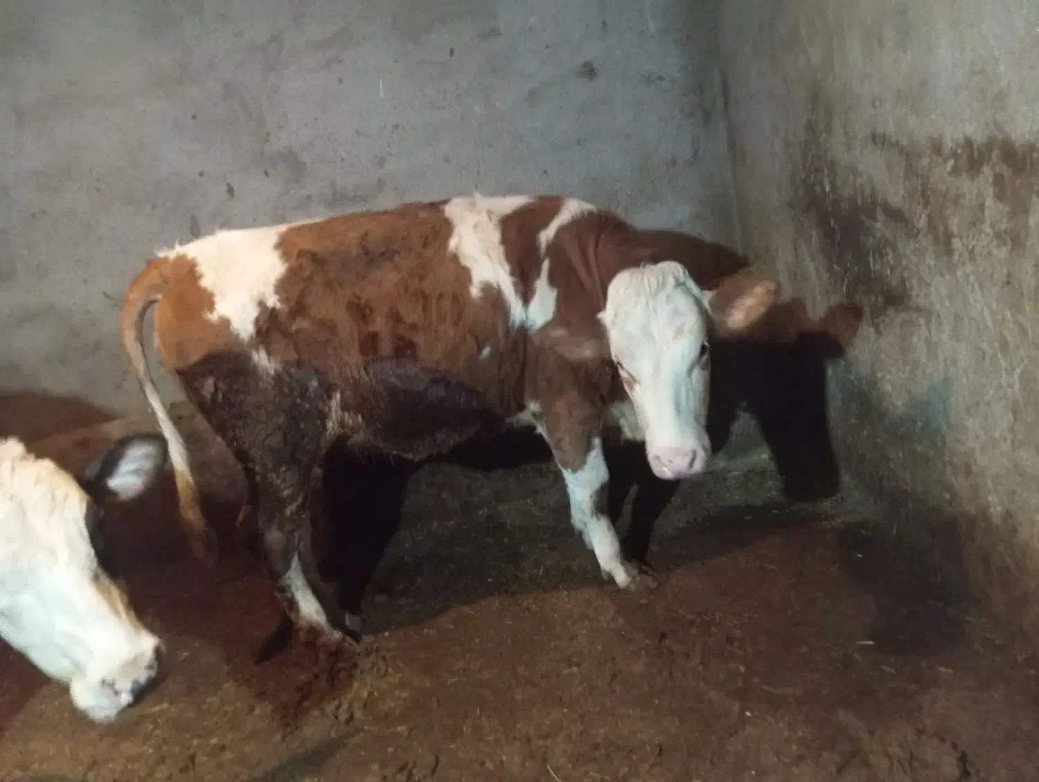 گوساله ماده|حیوانات مزرعه|دیواندره, |دیوار