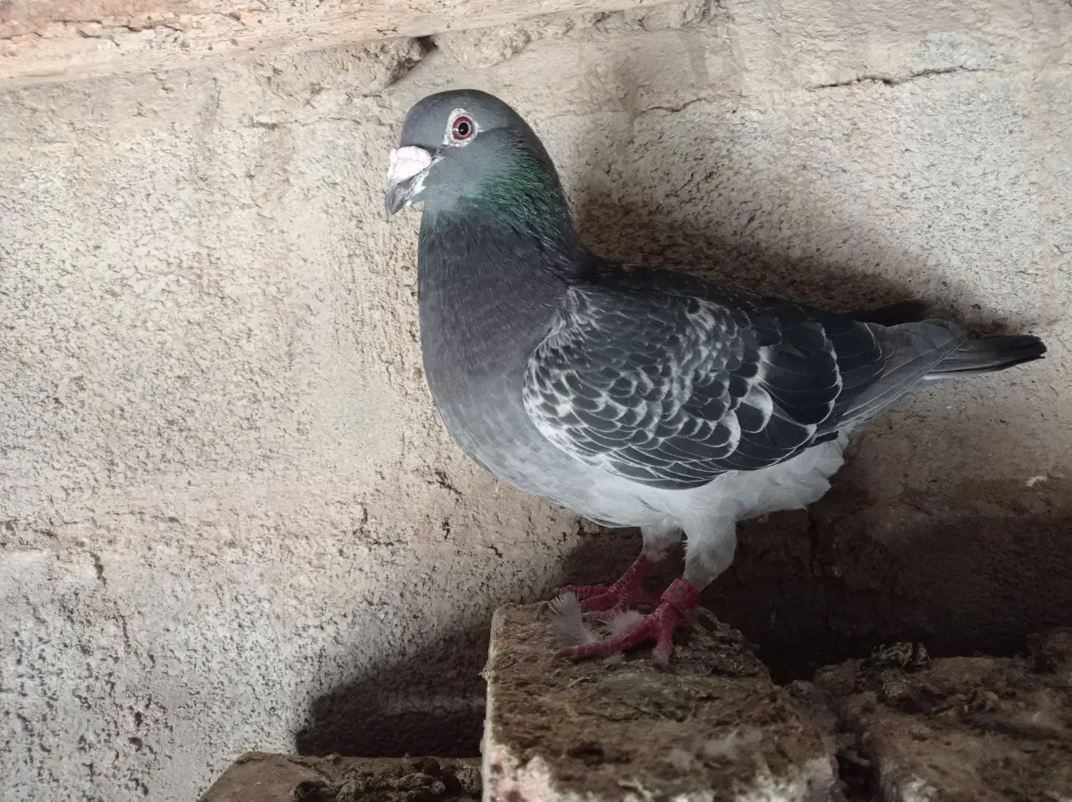 پرنده|پرنده|نمین, |دیوار