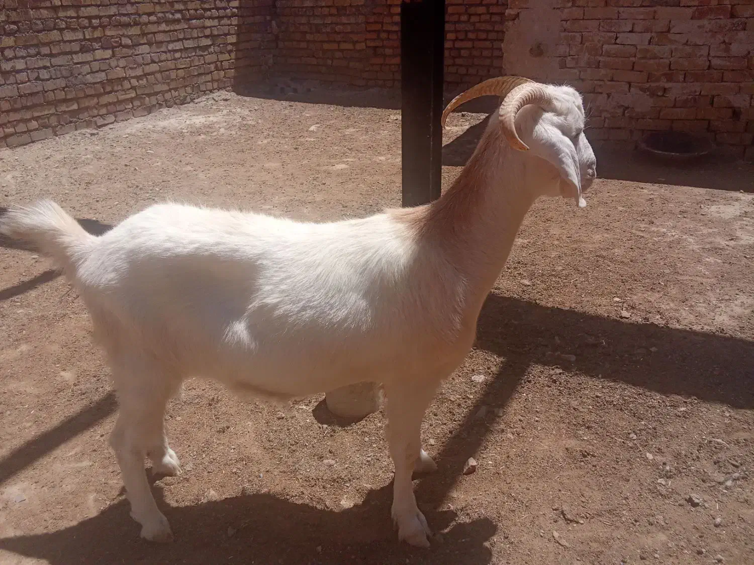 بزسانن|حیوانات مزرعه|باخزر, |دیوار