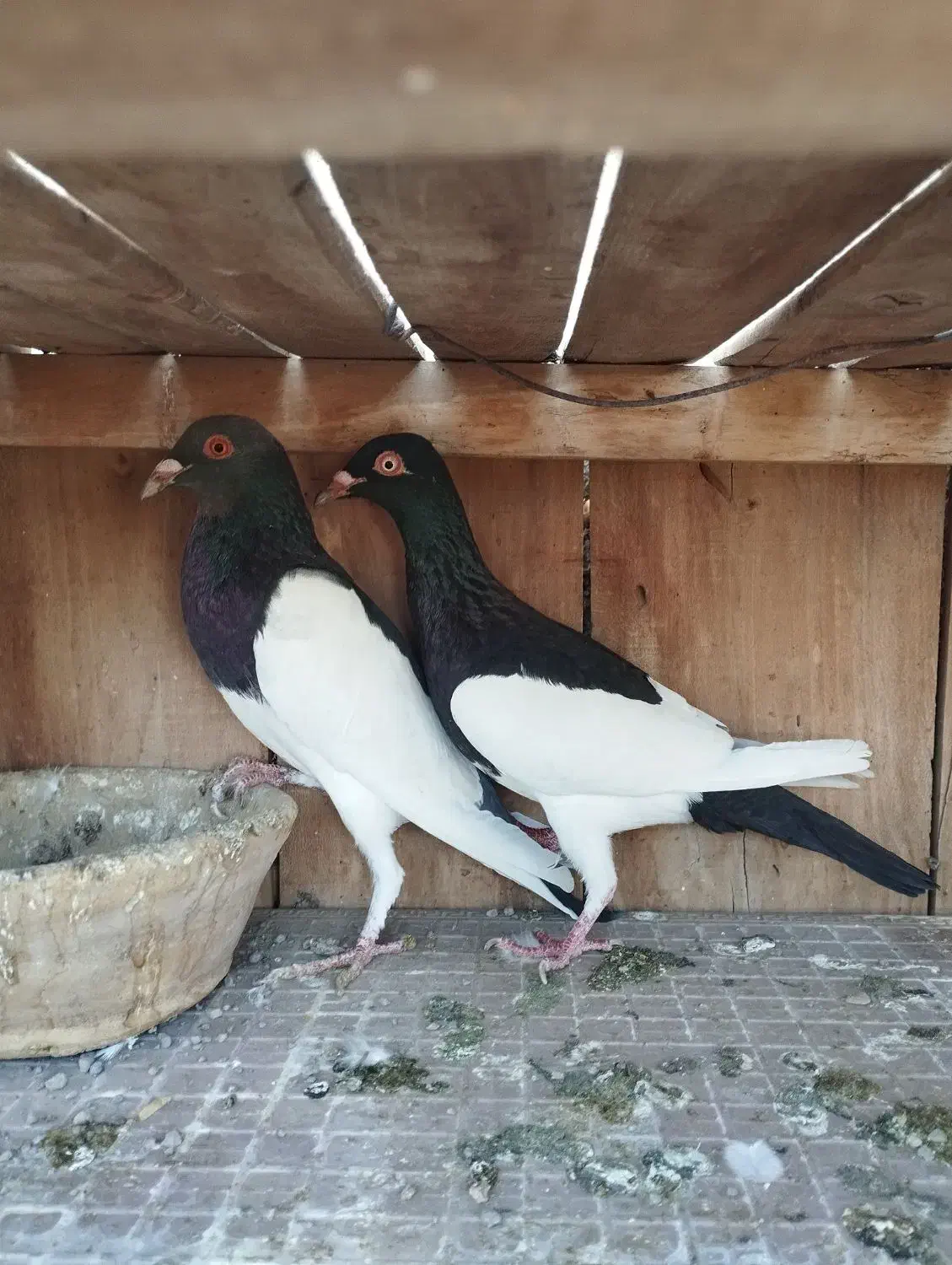 کل سفید. پشدار. پلاس .یهودی|پرنده|قم, پردیسان|دیوار