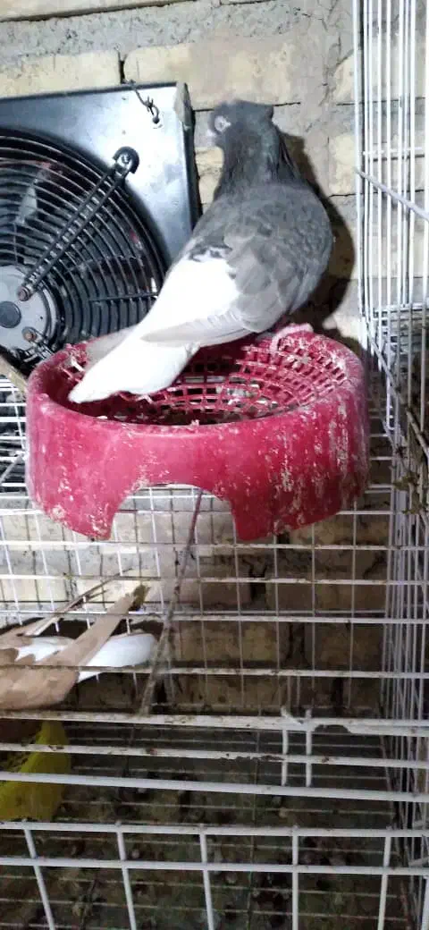 کبوتر|پرنده|باوی, |دیوار