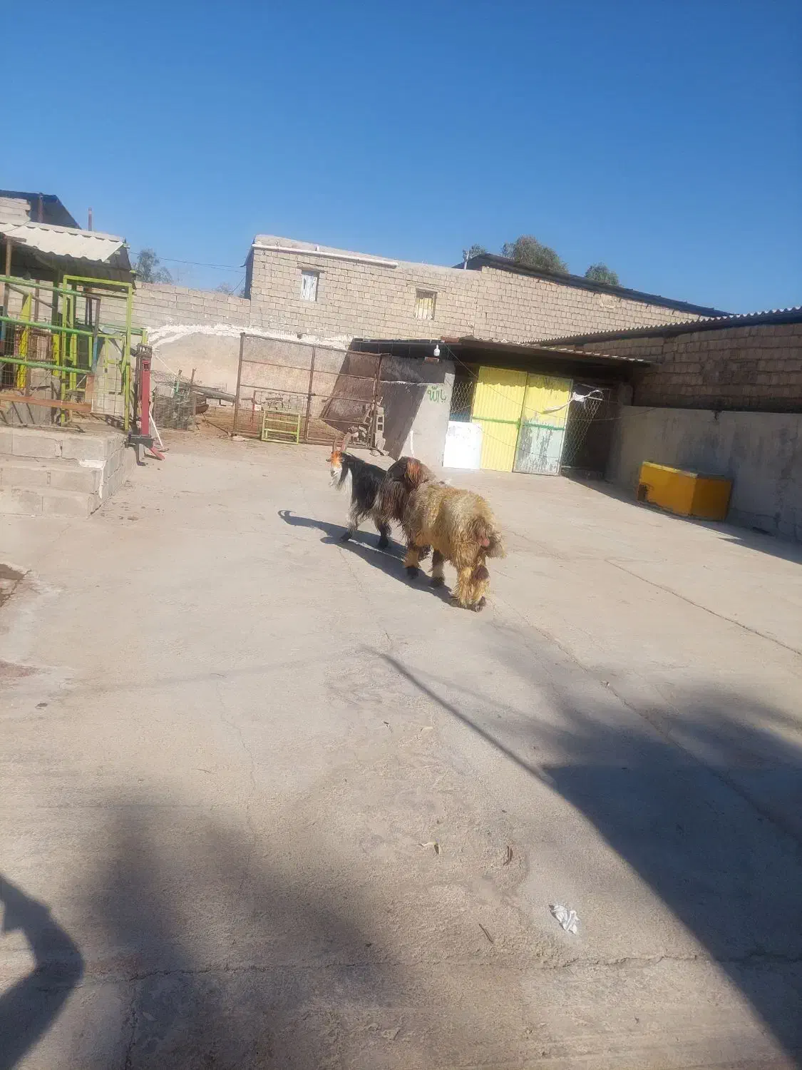 نرمیش و دوبر ترکی|حیوانات مزرعه|مسجد سلیمان, |دیوار