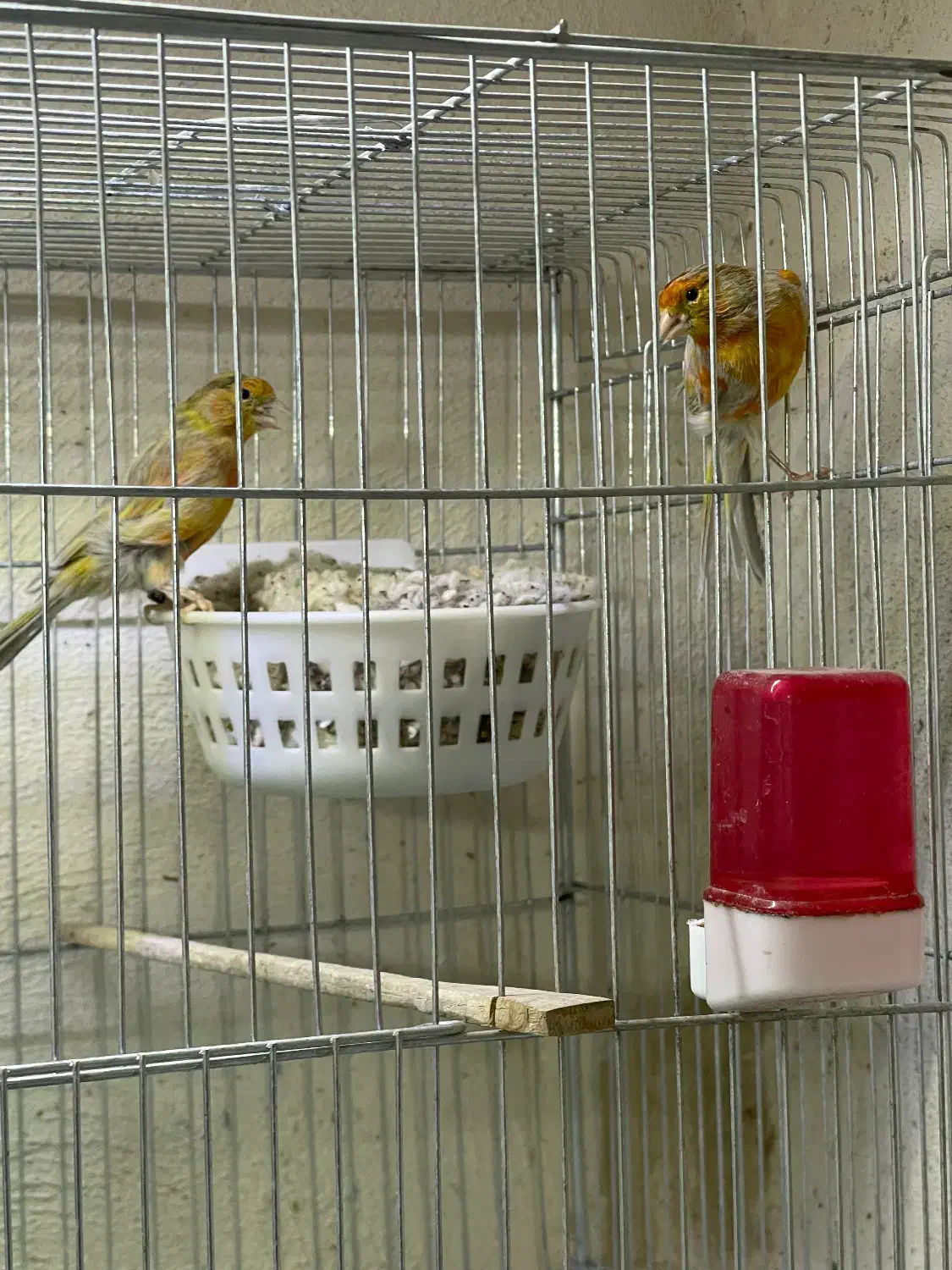 جفت قناری|پرنده|کرمان, |دیوار