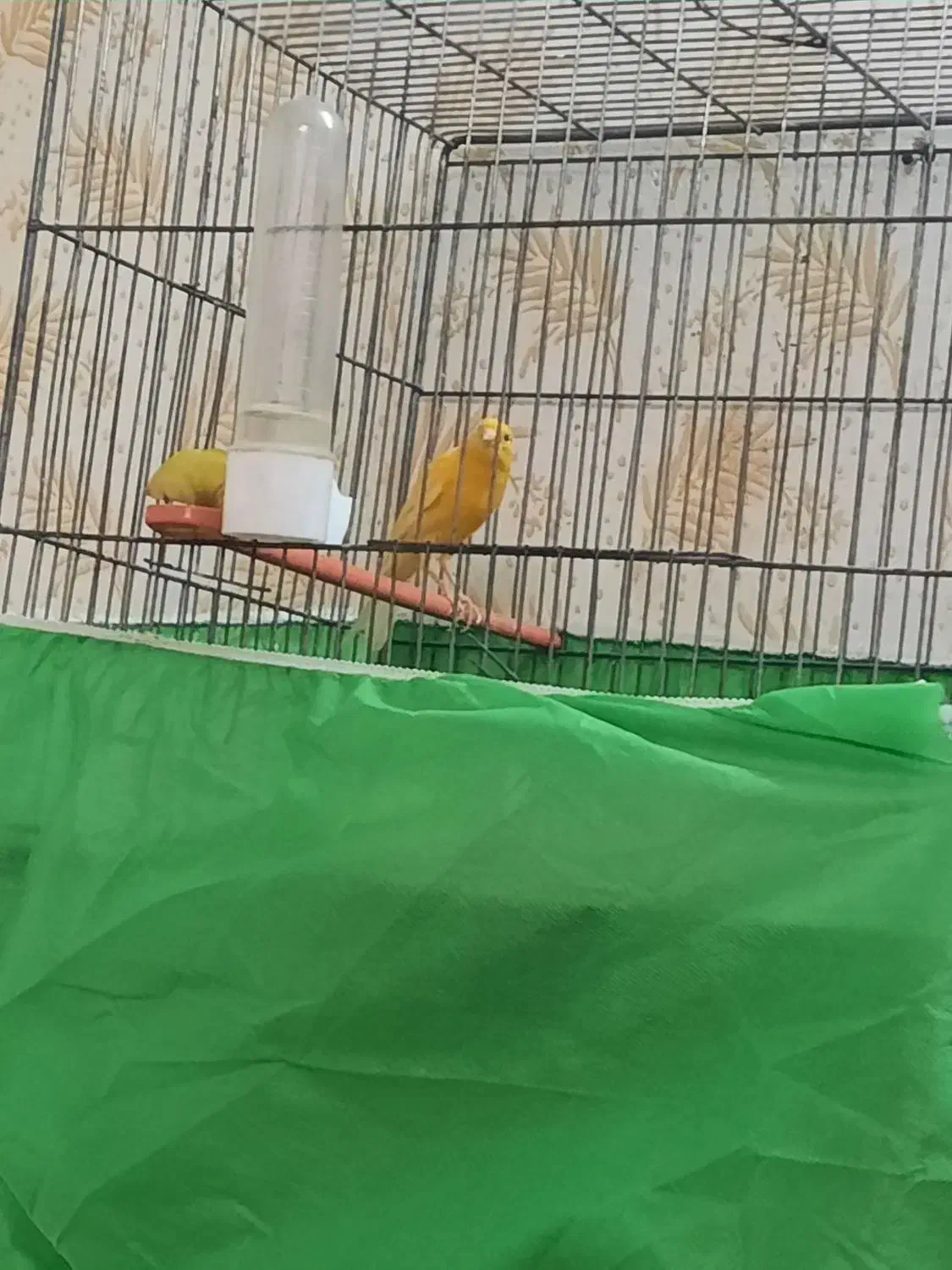 قناری مست مست  نر پرتقالی|پرنده|کارون, |دیوار