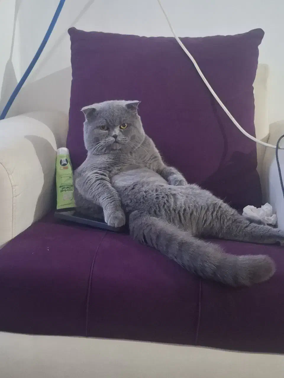 اسکاتیش ماده دوماهه کاملا بازیگوش واصیل|گربه|ساری, |دیوار