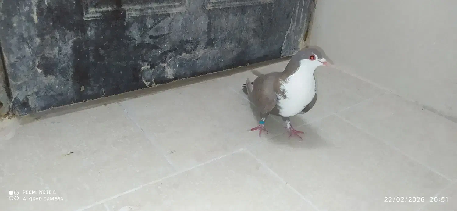 کفتر رنگه|پرنده|بیرجند, |دیوار