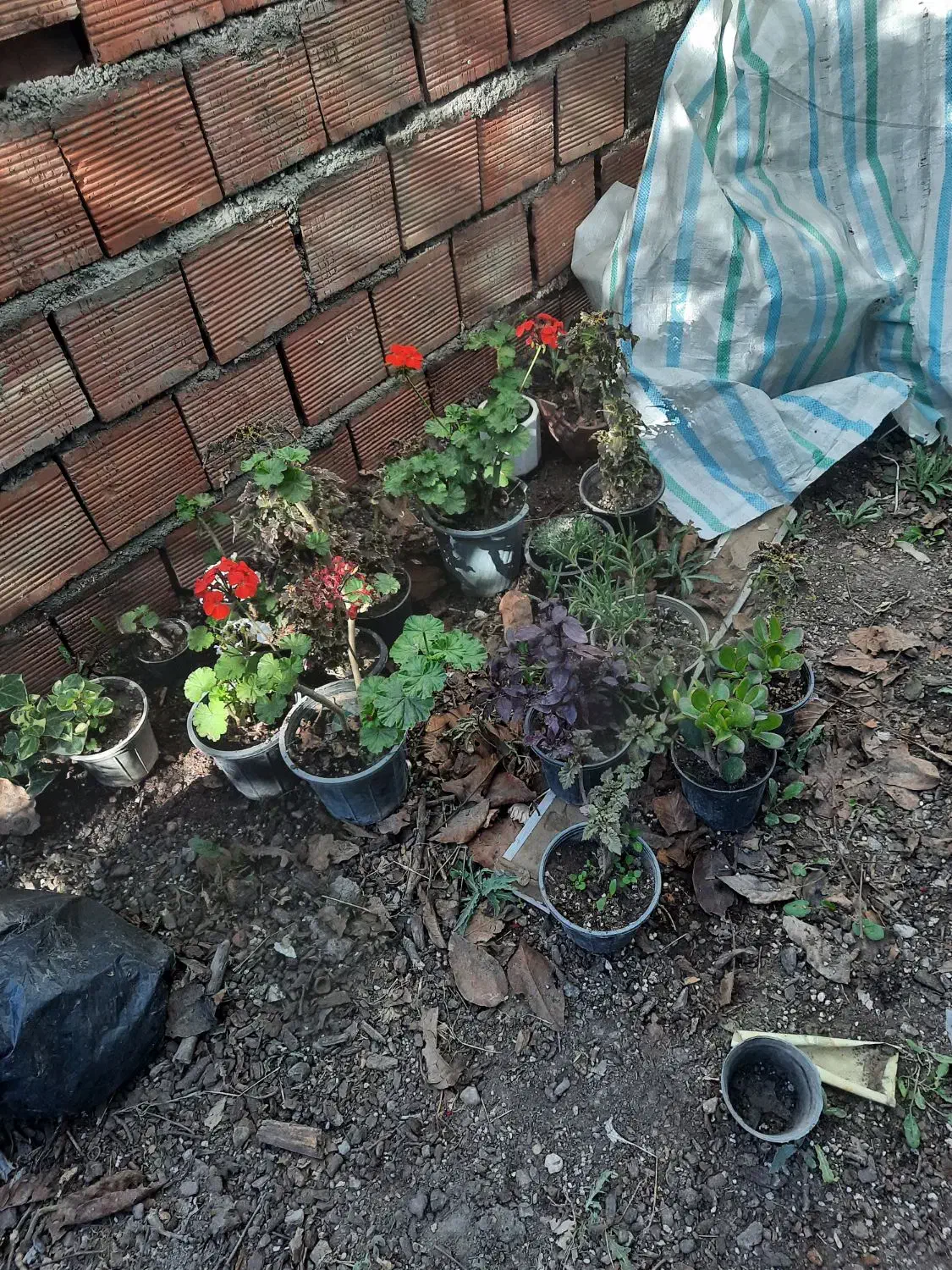 گل آپارتمانی|گل و گیاه طبیعی|اردبیل, |دیوار