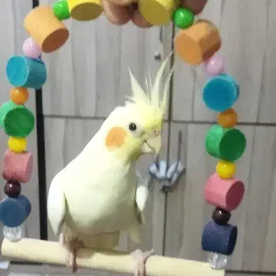 جفت عروس هلندی|پرنده|خرمشهر, |دیوار