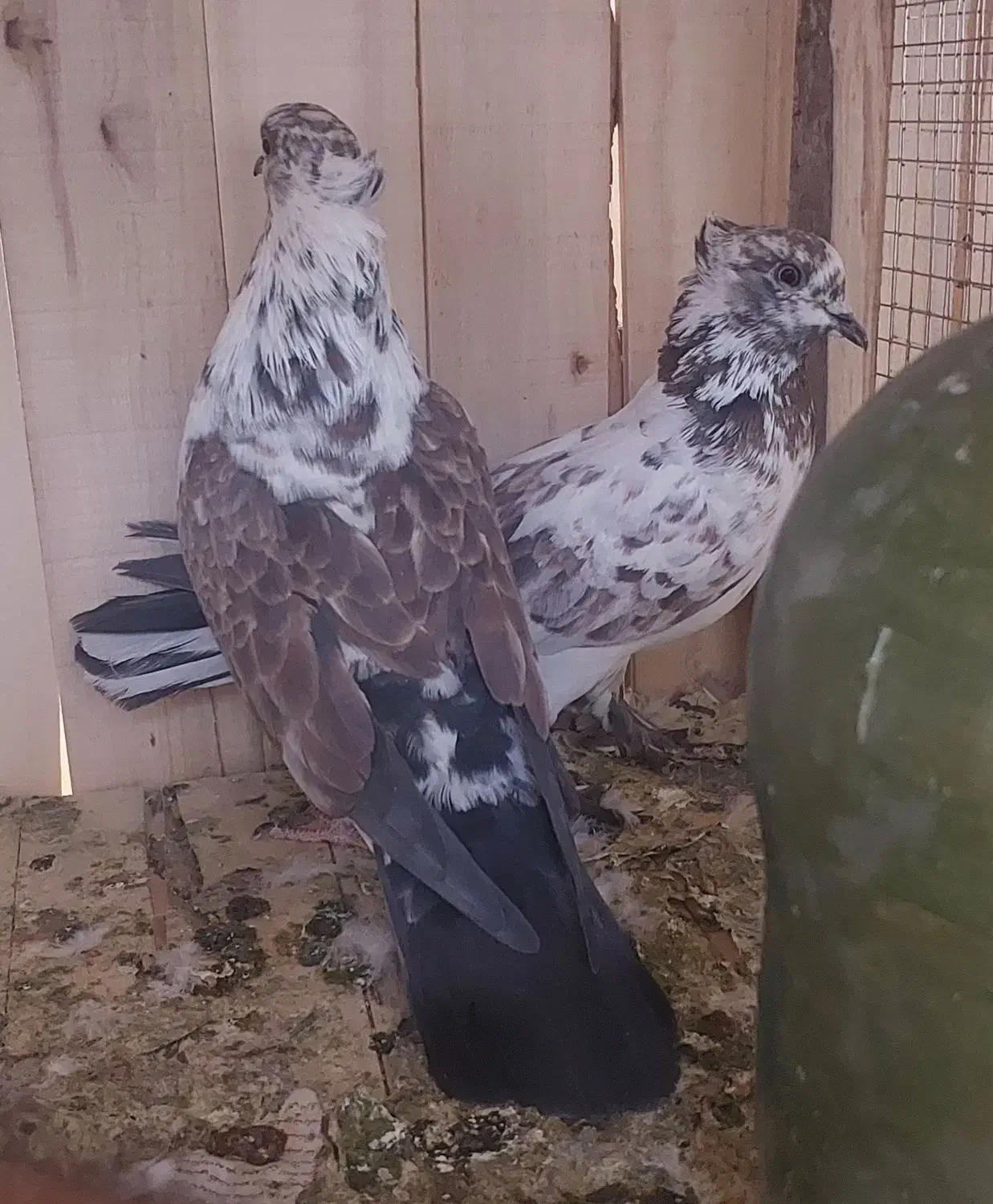 بوربوری دم سفید وشازده زرد کاکلی چکمه ای|پرنده|قم, کاسه گران|دیوار