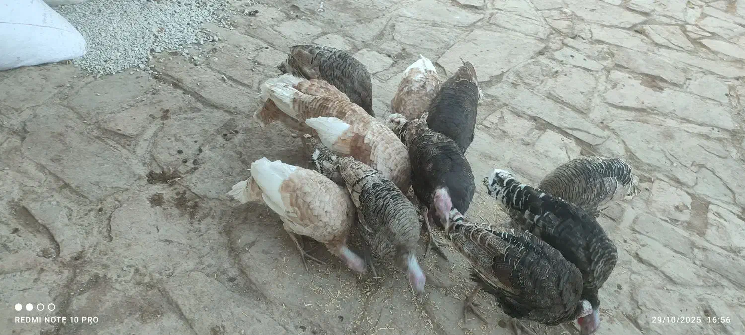 12جوجه ی بزرگ بوقلمون|حیوانات مزرعه|پاپی, |دیوار