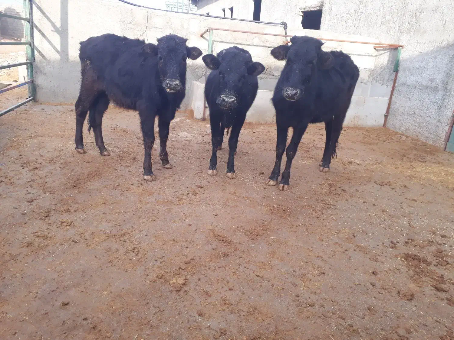 گوساله ماده بومی|حیوانات مزرعه|کوهدشت, |دیوار