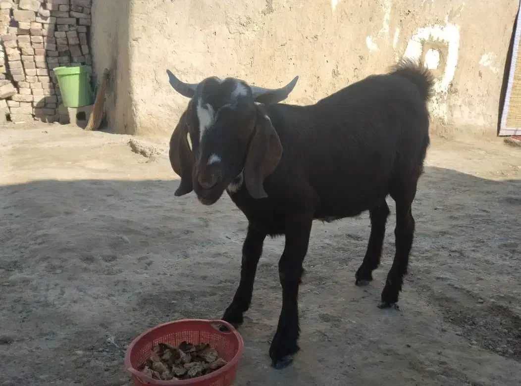 بزغاله|حیوانات مزرعه|هامون, |دیوار