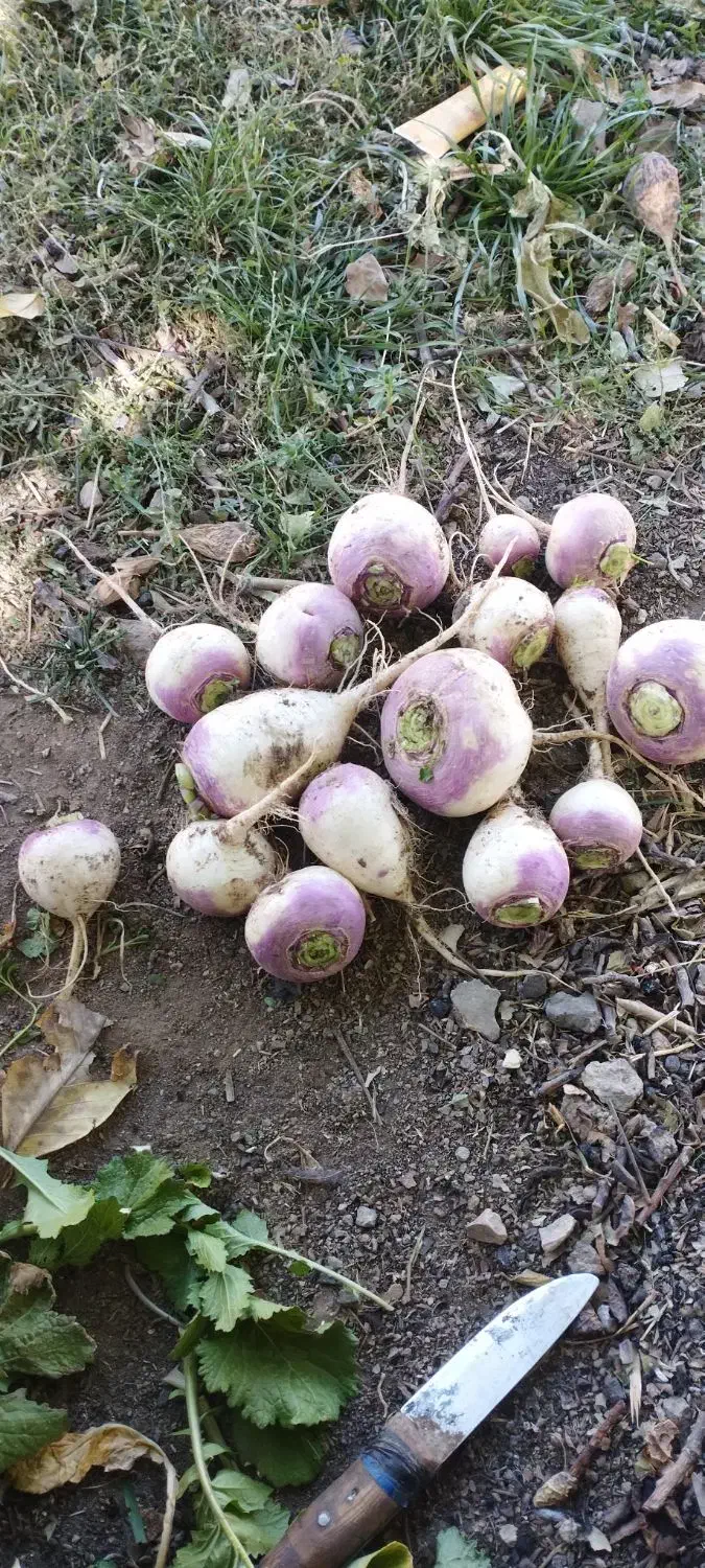 کارگر برای شلغم|خدمات باغبانی و درختکاری|فارسان, |دیوار