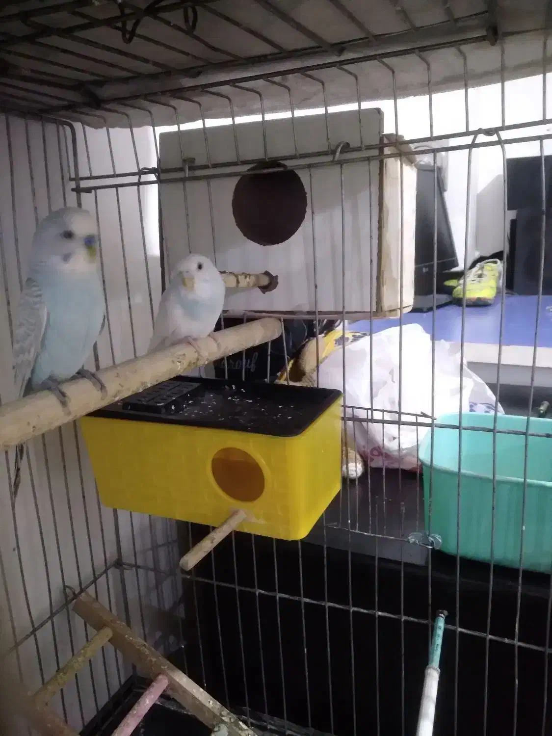 دو جفت مرغ عشق با۲ تا جوجه|پرنده|نقده, |دیوار