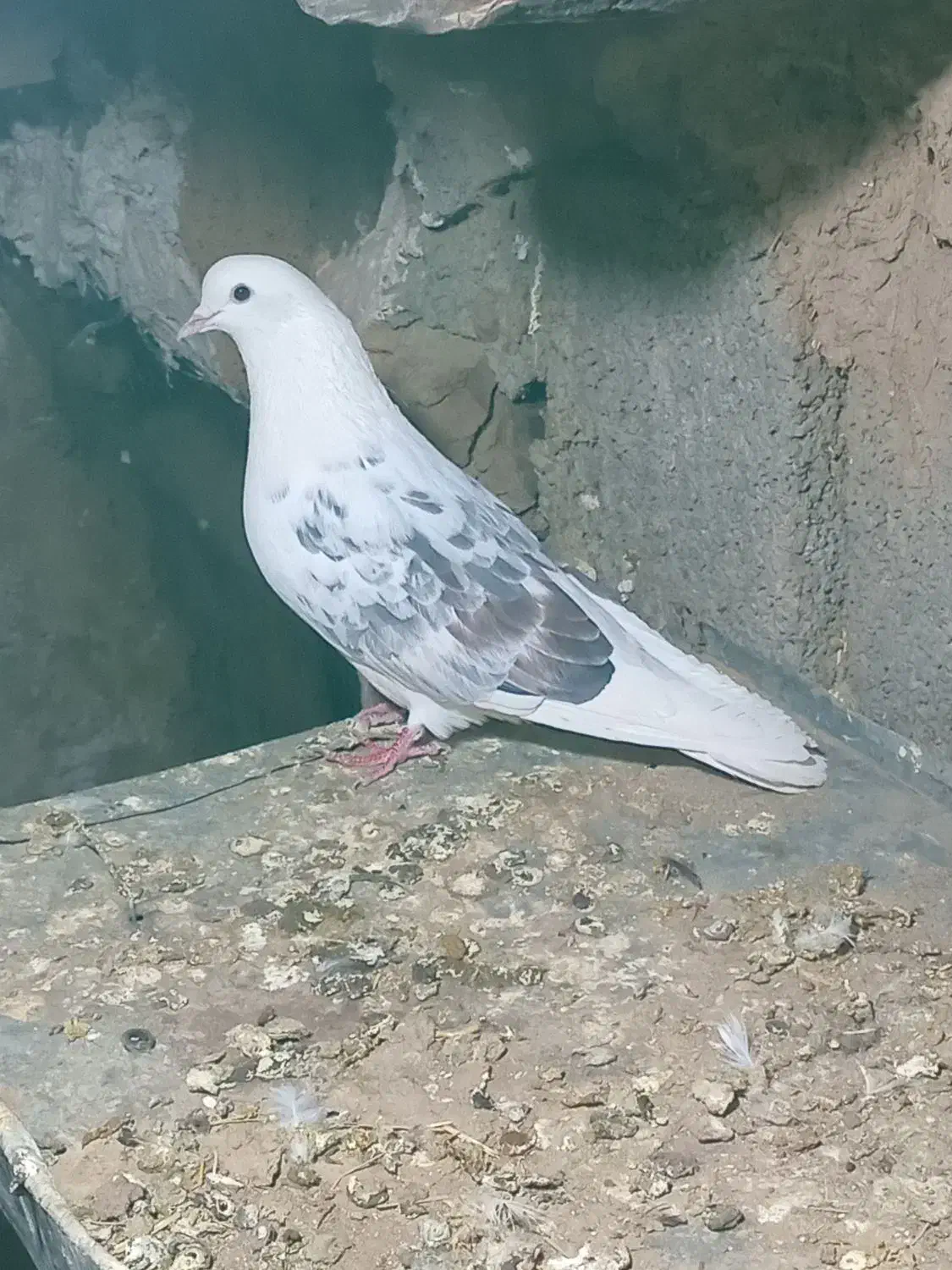 دوکت نر|پرنده|کامیاران, |دیوار