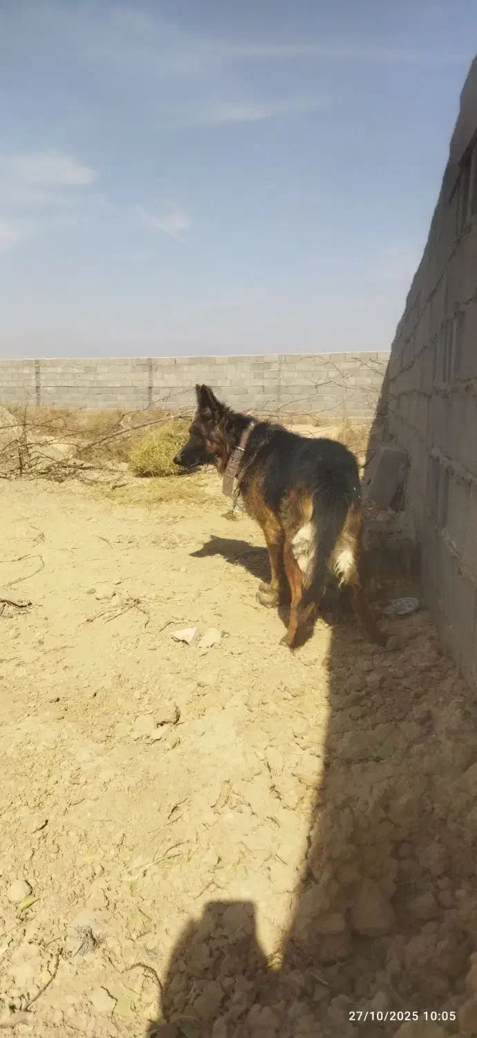 سلام یک ژرمن|سگ|تهران, ایرانشهر|دیوار