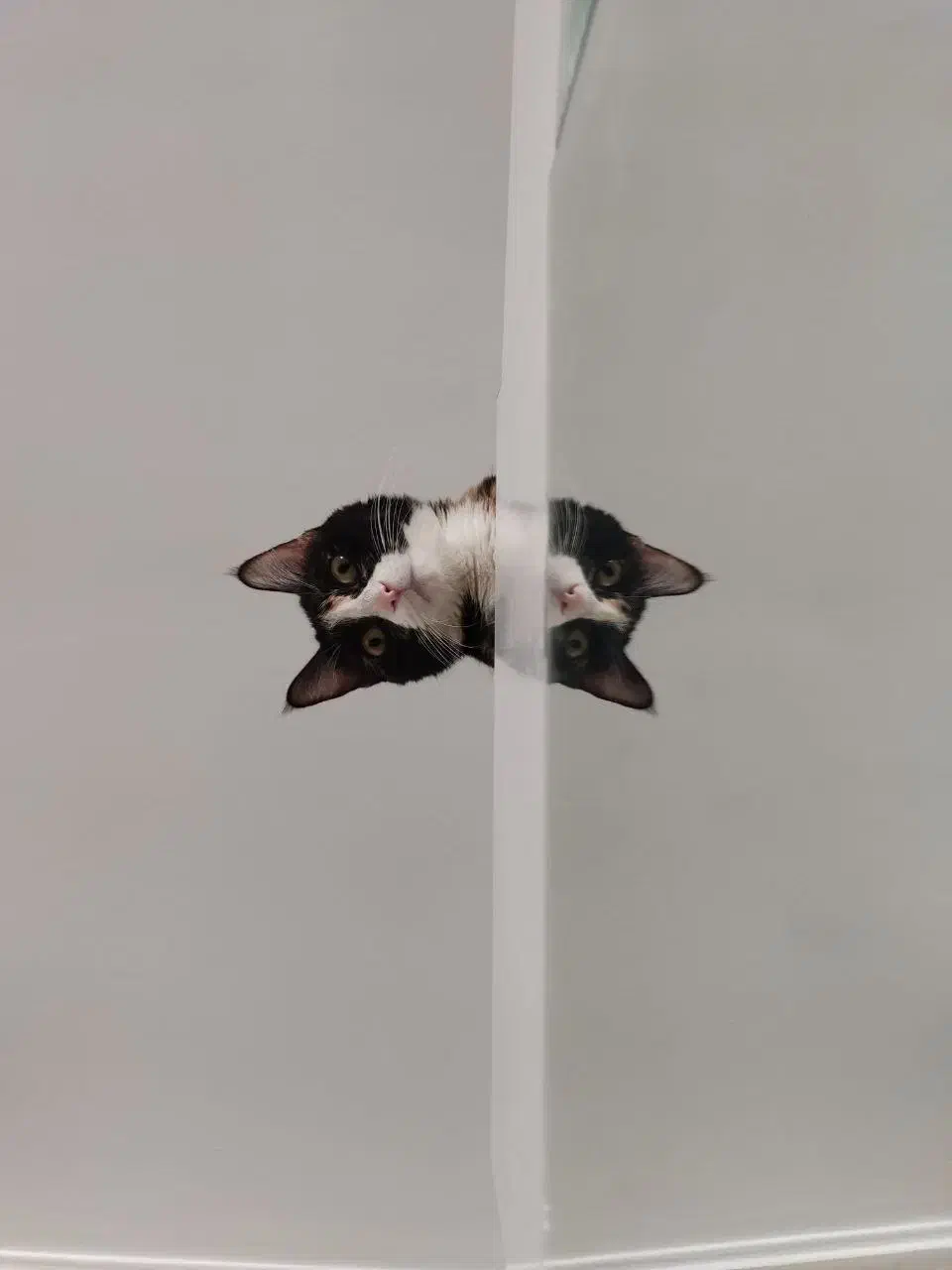 واگذاری رایگان گربه DSH|گربه|اندیشه, شهرک مریم|دیوار