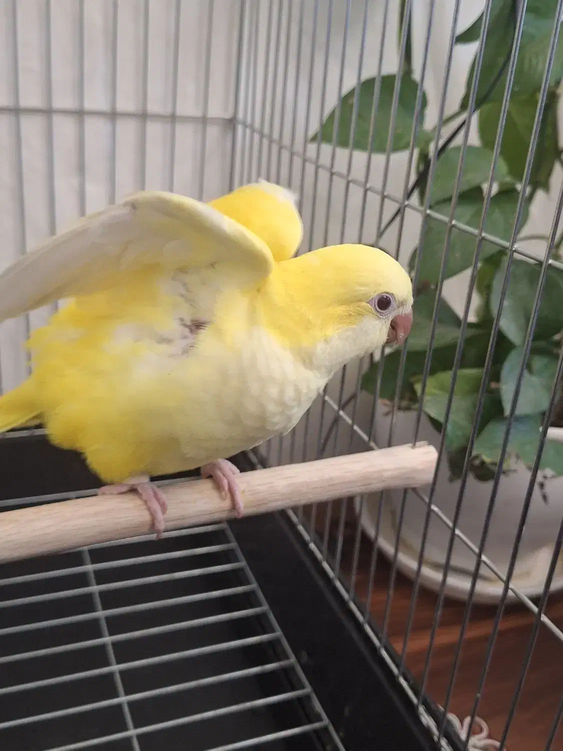 طوطی راهب نرم خور رام سهره|پرنده|تهران, تهرانسر غربی|دیوار