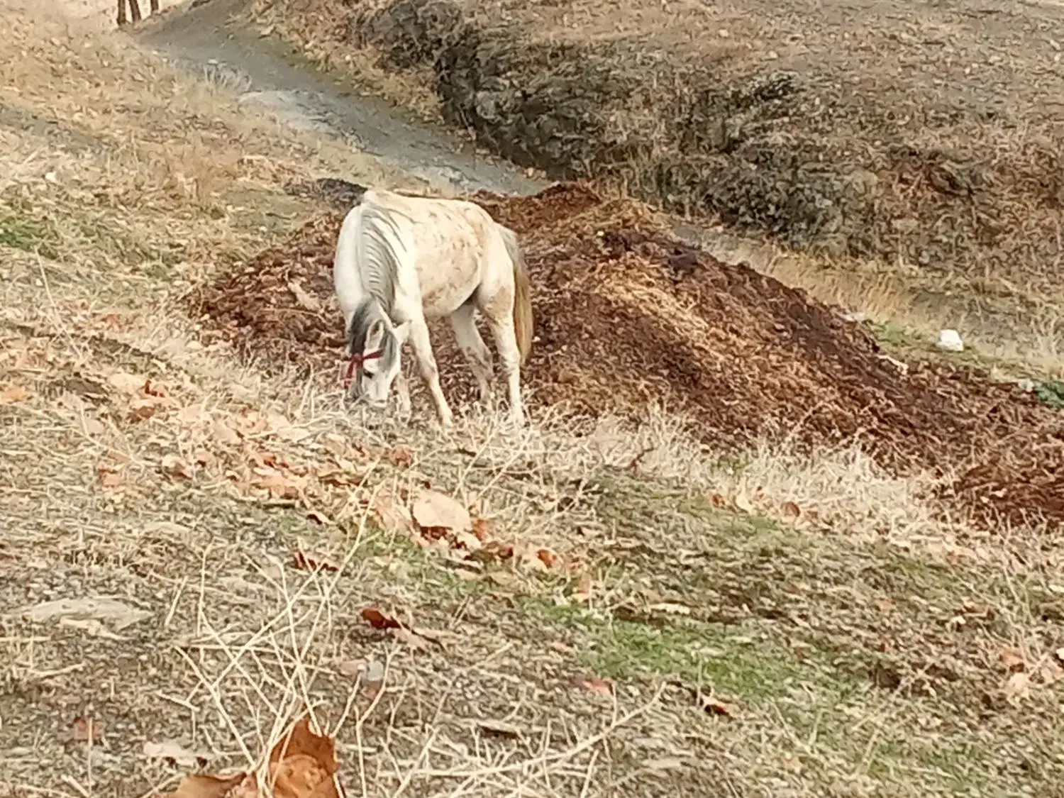 مادیون|اسب و تجهیزات اسب‌سواری|مریوان, |دیوار
