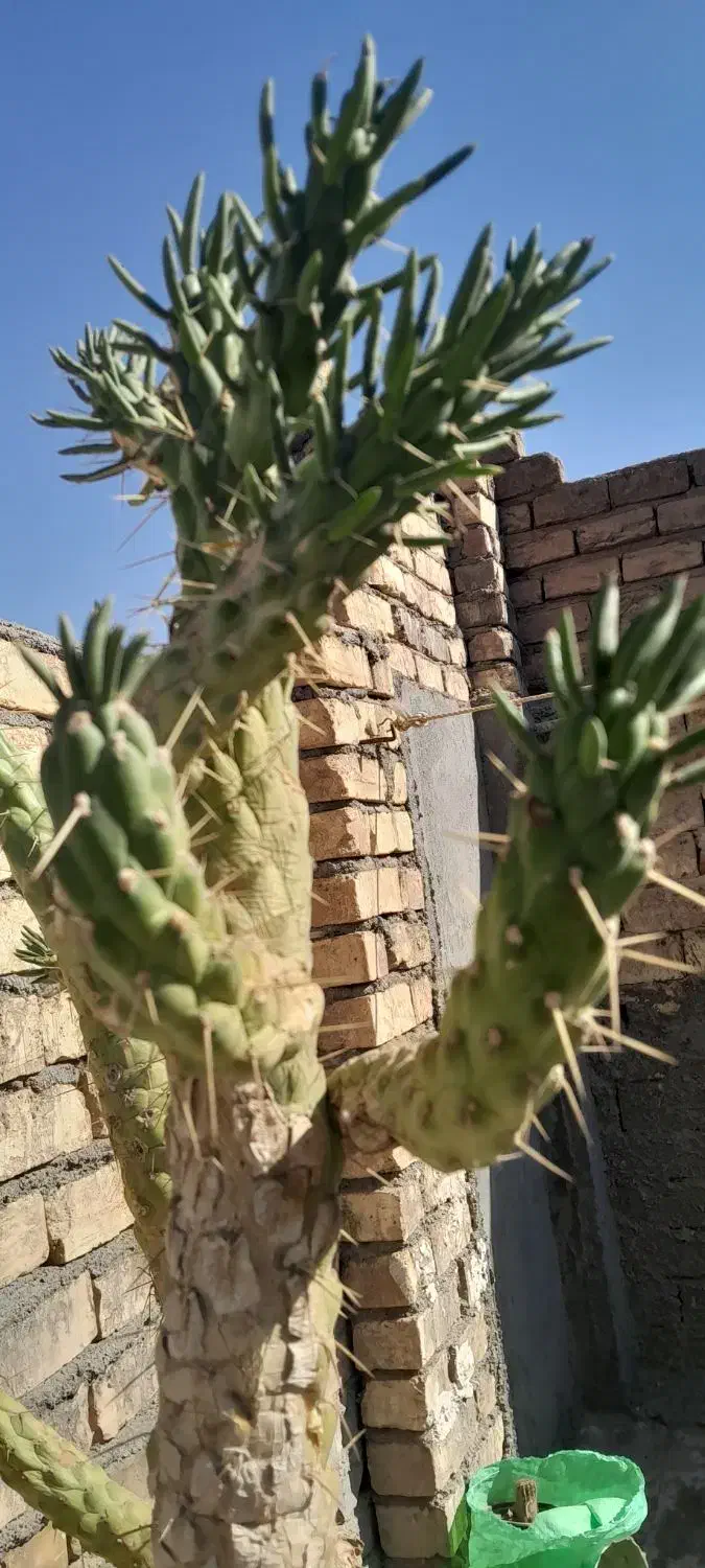 کاکتوس غول پیکر|گل و گیاه طبیعی|قم, امامزاده ابراهیم|دیوار