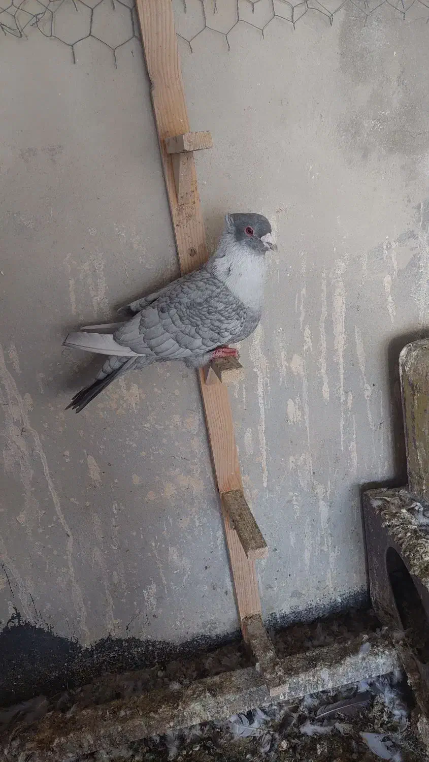 کبوتر|پرنده|کازرون, |دیوار