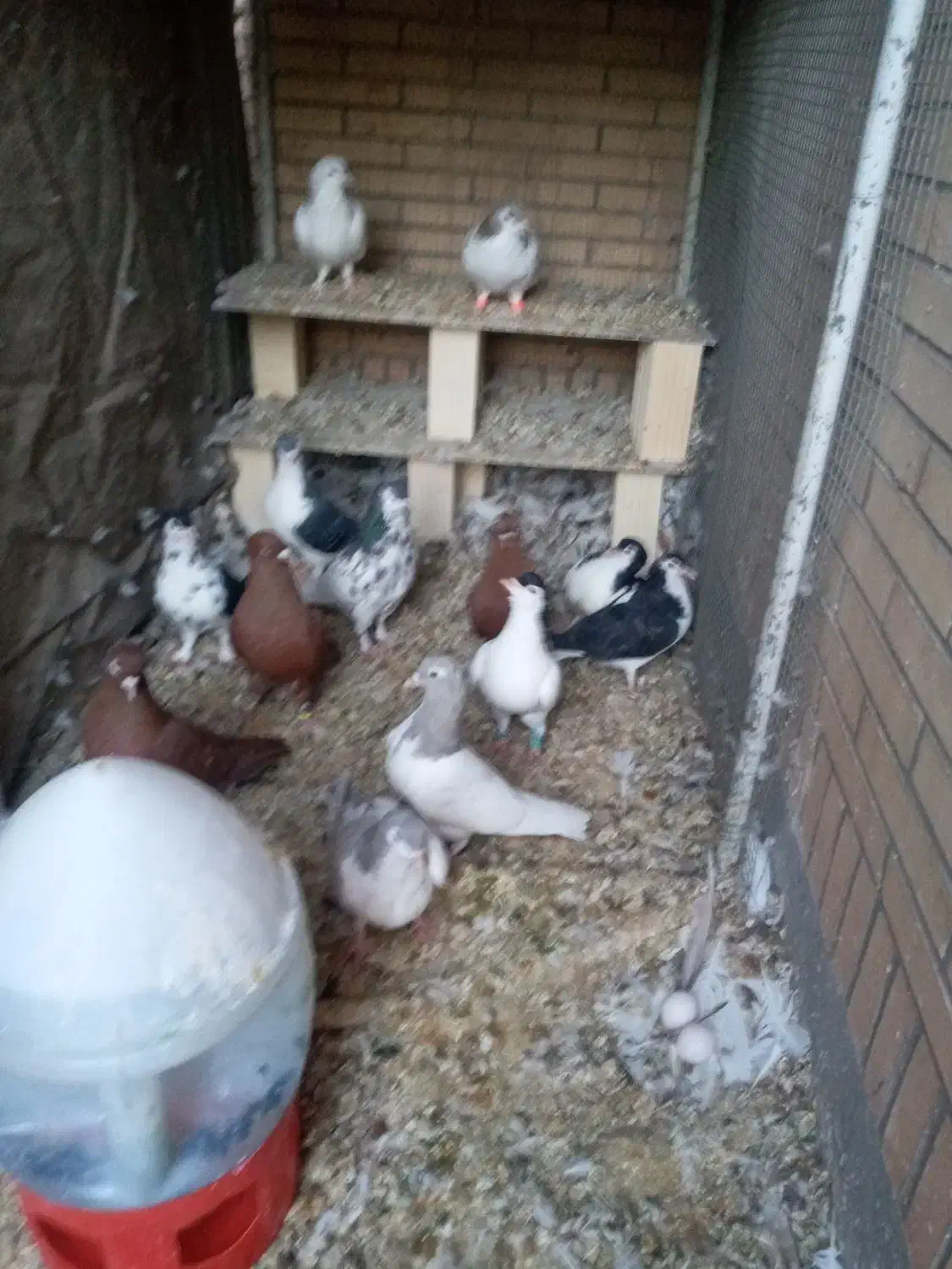 کبوتر نقش آس درجه یک|پرنده|طبس, |دیوار