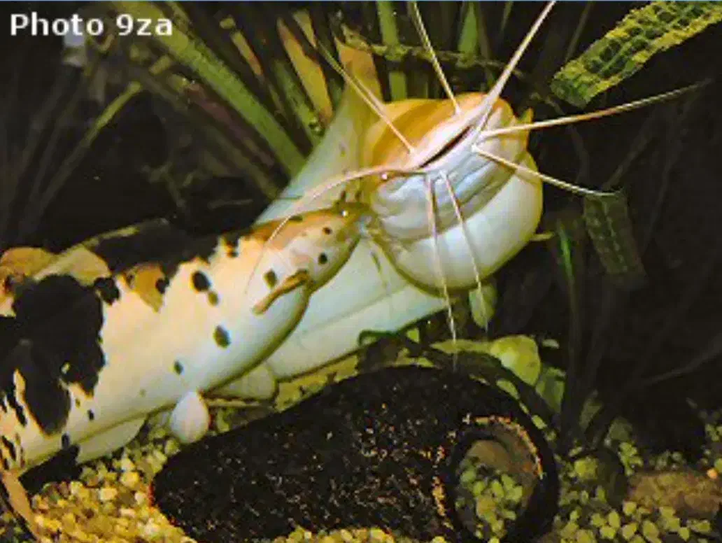 گربه ماهی راه رونده|ماهی|پلدختر, |دیوار