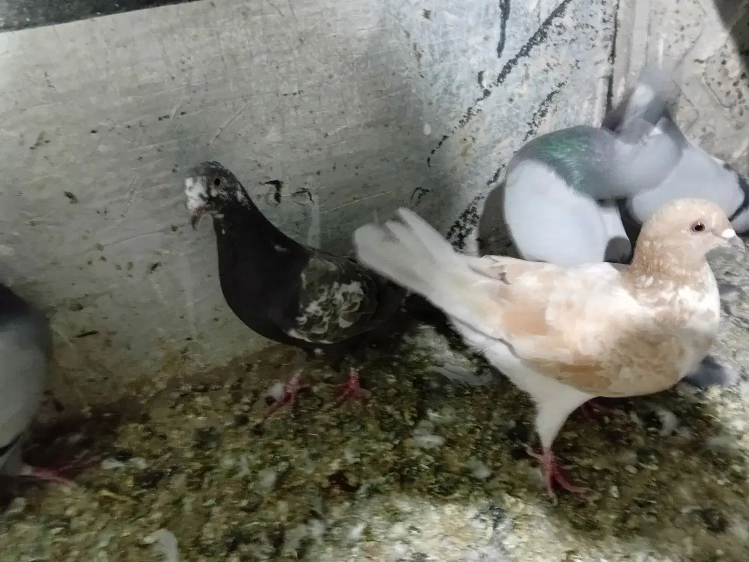 کبوتر|پرنده|اردبیل, |دیوار