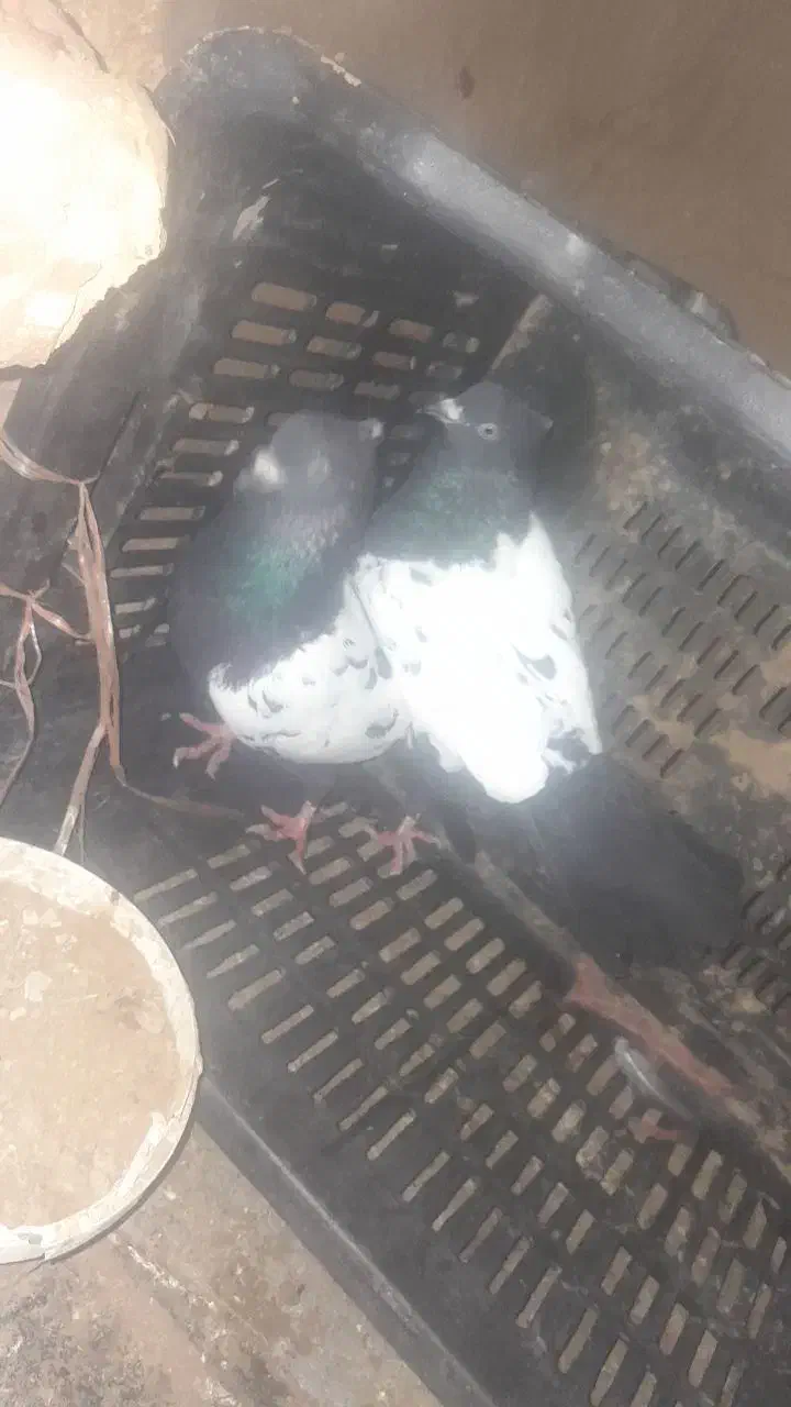 کفتر|پرنده|طاغنکوه, |دیوار