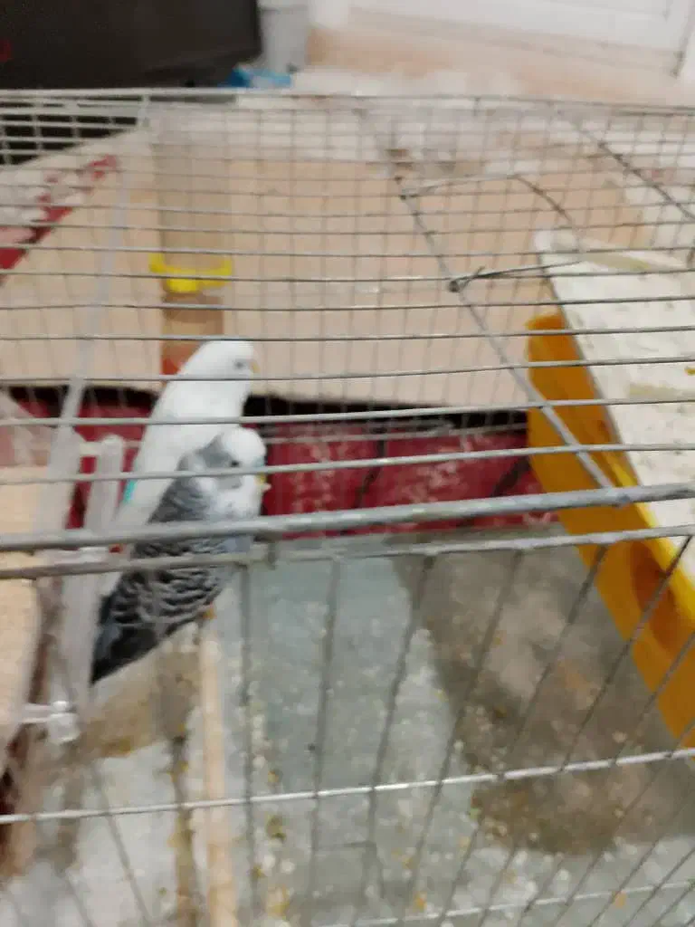 مرغ عشق|پرنده|نسیم‌شهر, |دیوار