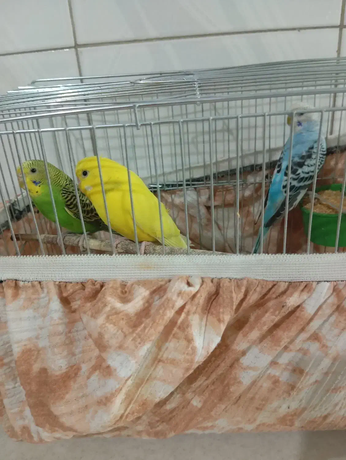 مرغ عشق|پرنده|تهران, نعمت‌آباد|دیوار