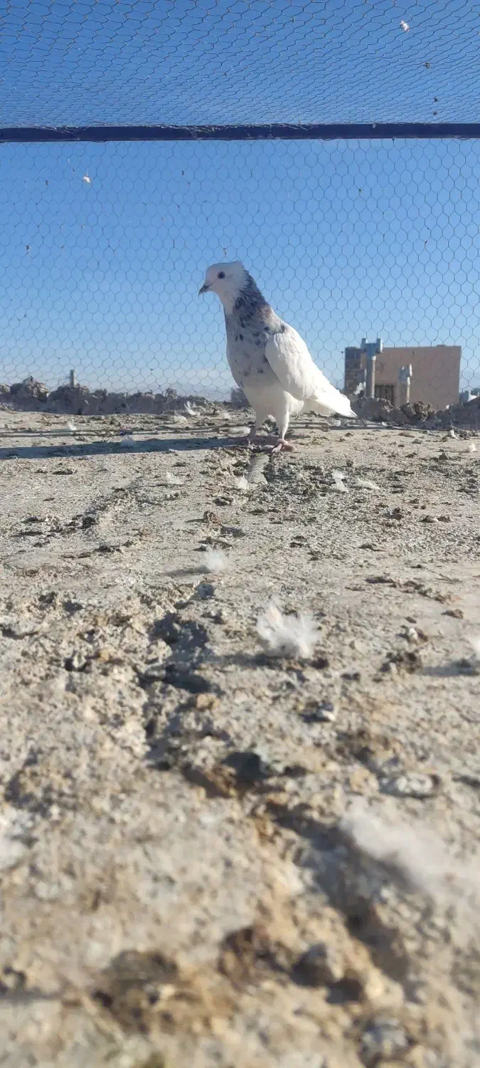 طوق هفت رنگ ماده فروشی|پرنده|فردوس (خراسان), |دیوار