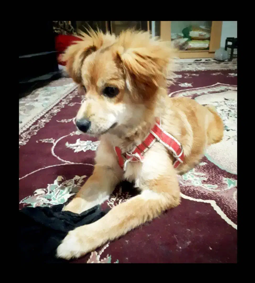 سگ پاکوتاه نژاد اشپترز|سگ|گرگان, |دیوار