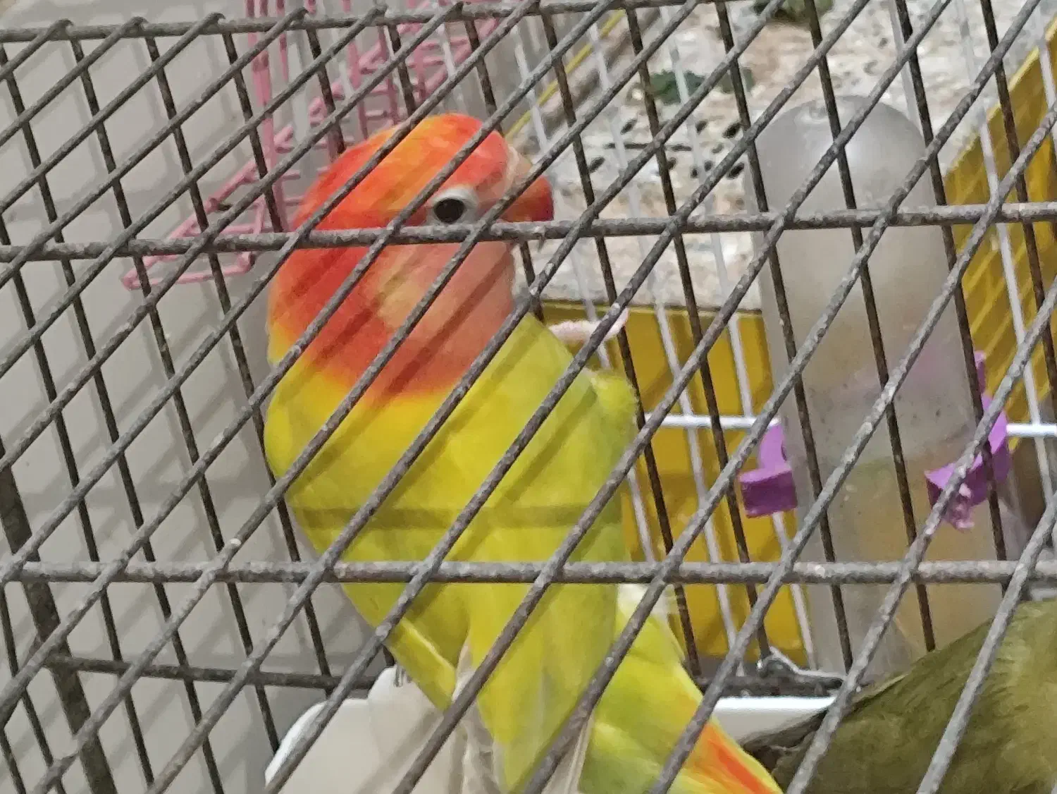 طوطی برزیلی(توضیحات مهم)|پرنده|دزفول, |دیوار