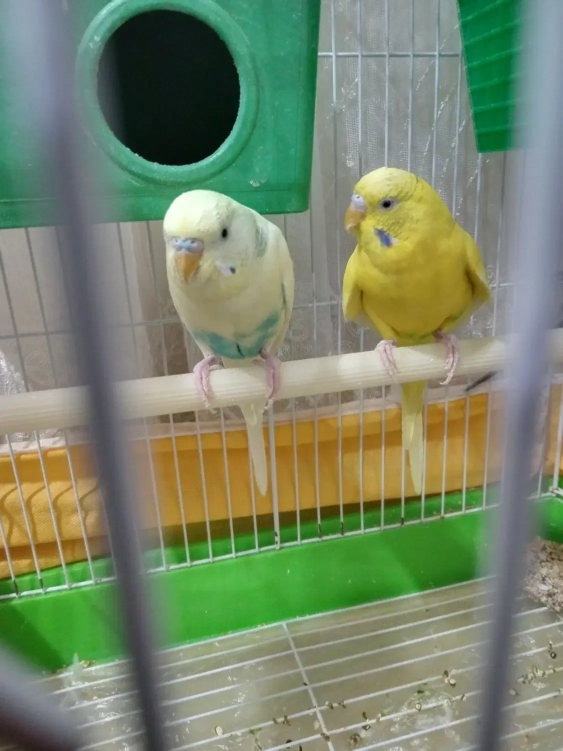 مرغ عشق|پرنده|سنندج, |دیوار