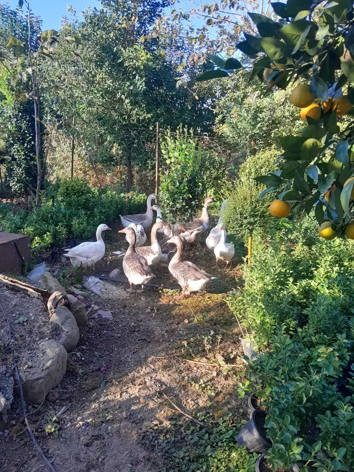 فروش غاز تخم گذار|حیوانات مزرعه|چابکسر, |دیوار