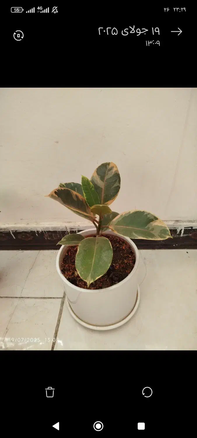 گل آپارتی سه گل با گلدونای سرامیکی|گل و گیاه طبیعی|چهاردانگه (تهران), |دیوار