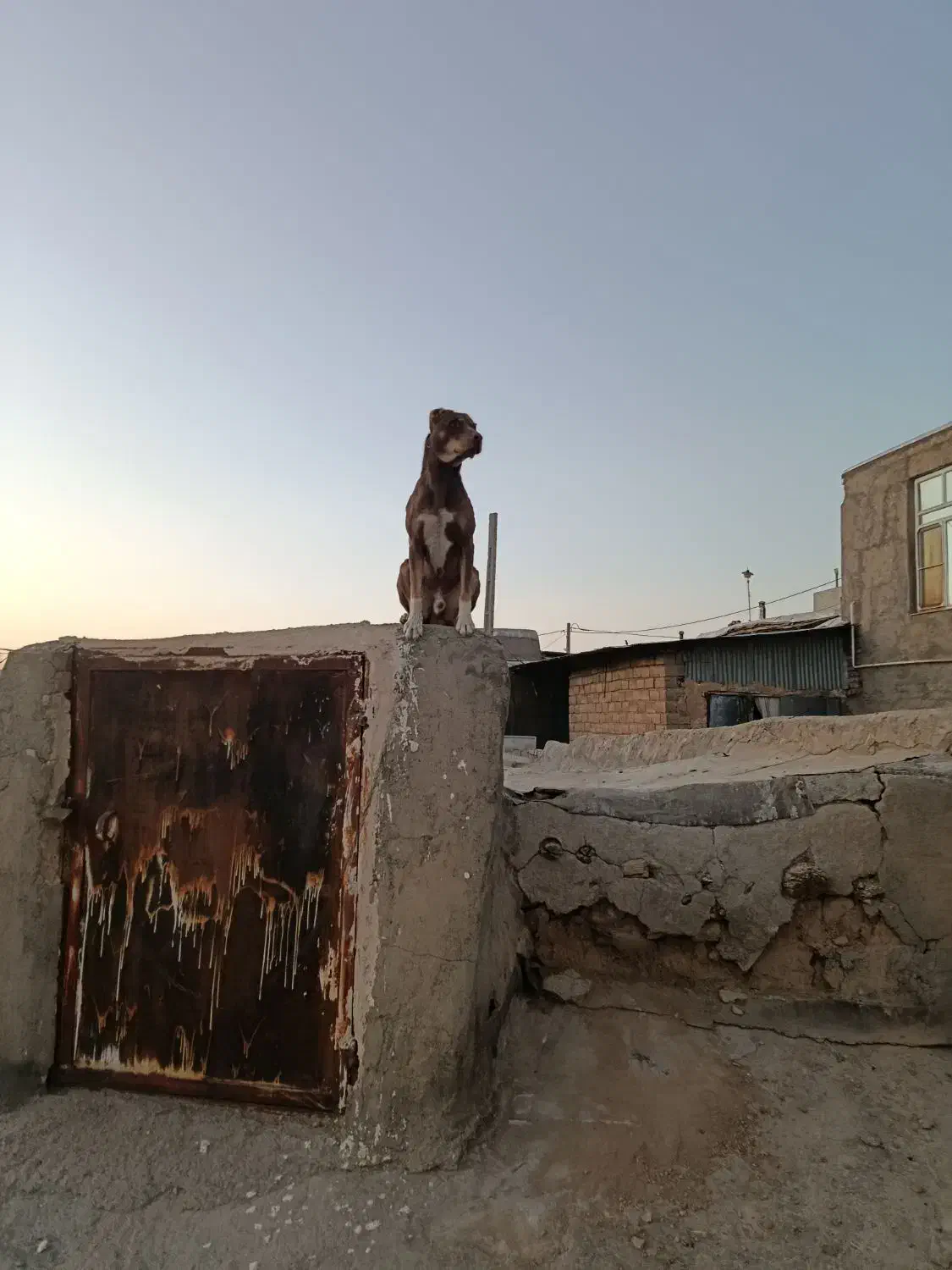 گم شده|حیوانات|سنقر, |دیوار