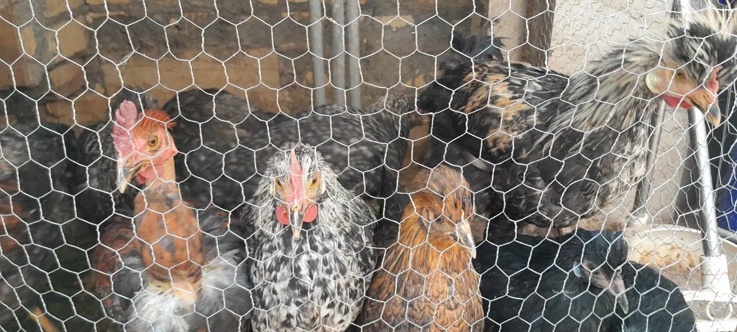 مرغ گلپایگان، کوشین،سلطان گردن لختی|حیوانات مزرعه|قنوات, |دیوار