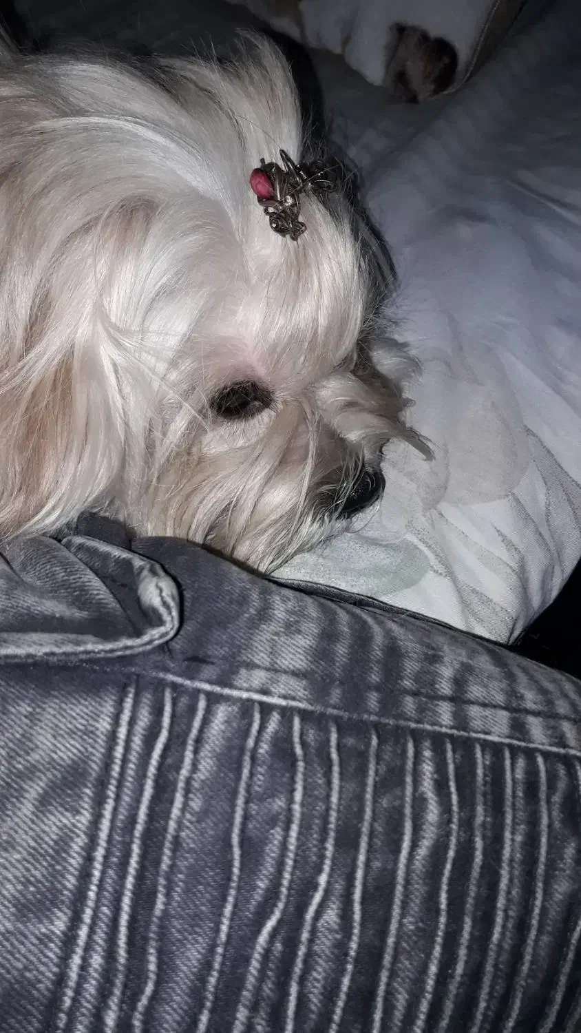 شیتزو تریر|سگ|شیراز, ماه فیروزان|دیوار