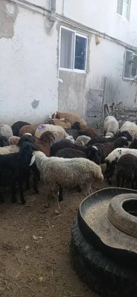 بره گوسفند چاق نروماده|حیوانات مزرعه|بابکان, |دیوار