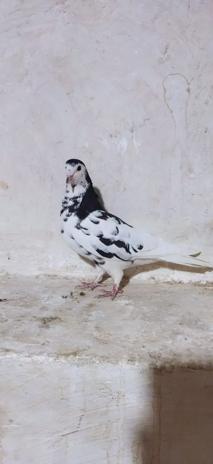 کبوتر شهری یال خوشرنگ سیاه سوسنی قهوه ای|پرنده|شیراز, شهرک جماران|دیوار