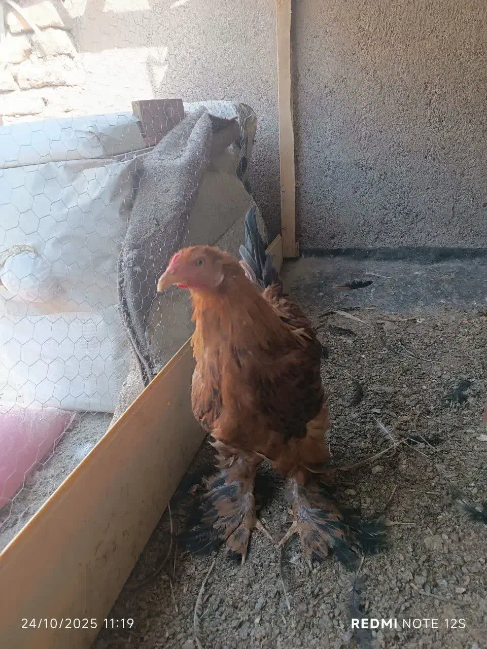 خروس برهمایی|حیوانات مزرعه|مشهد, کوشش|دیوار