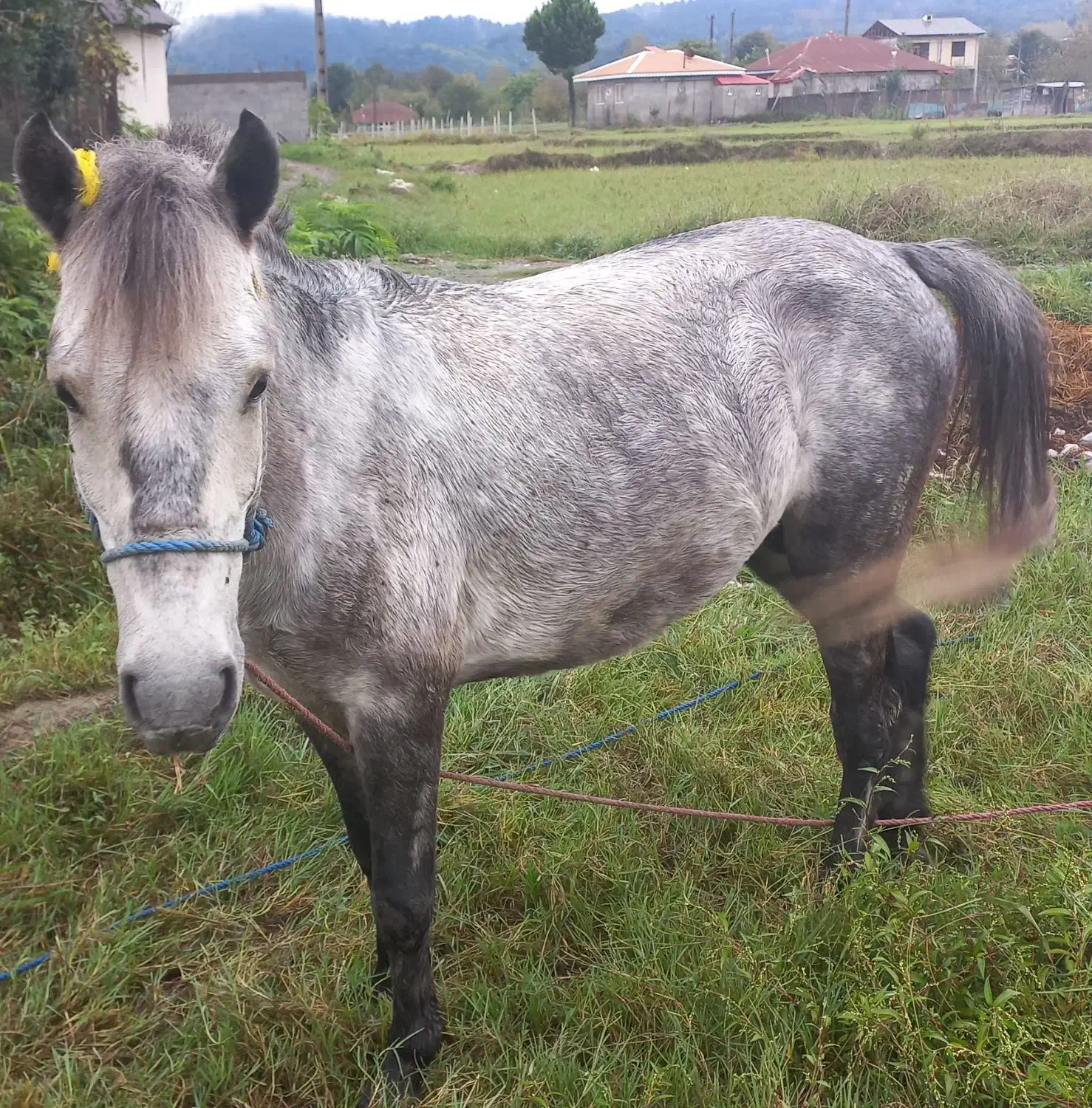 اسب|حیوانات مزرعه|احمدسرگوراب, |دیوار