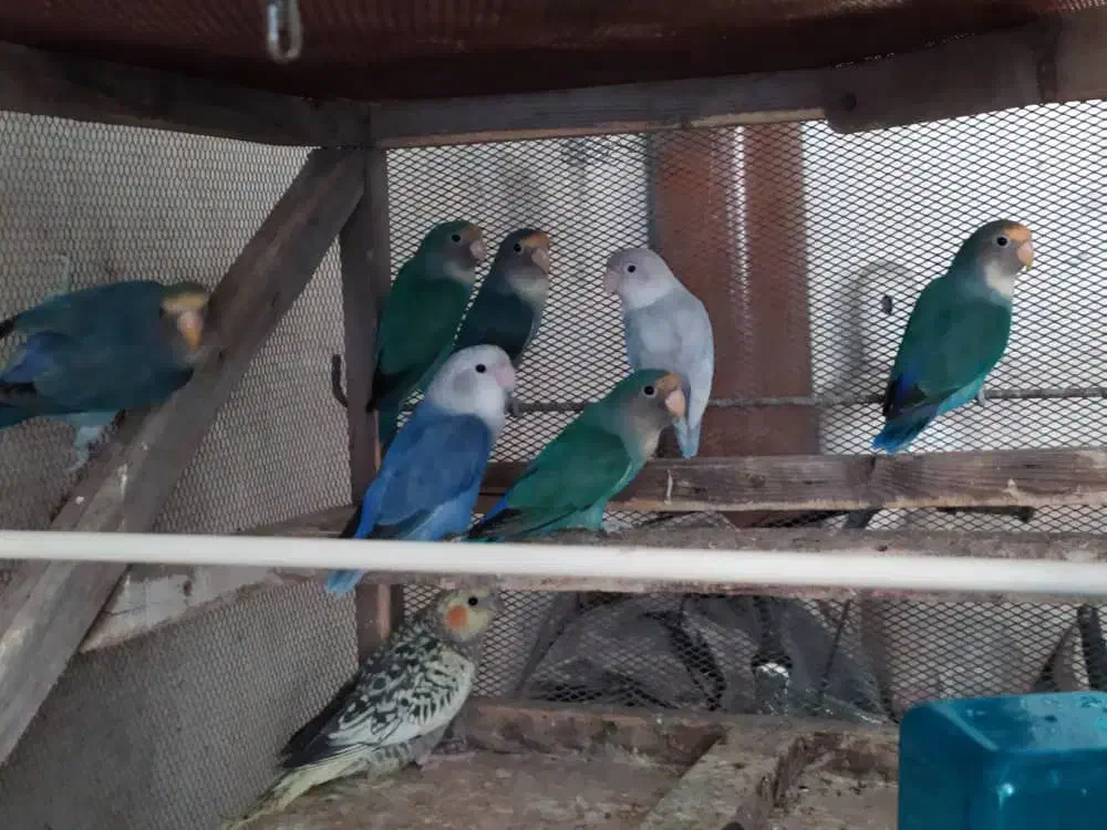 فروش عروس هلندی و طوطی برزیلی|پرنده|جم, |دیوار