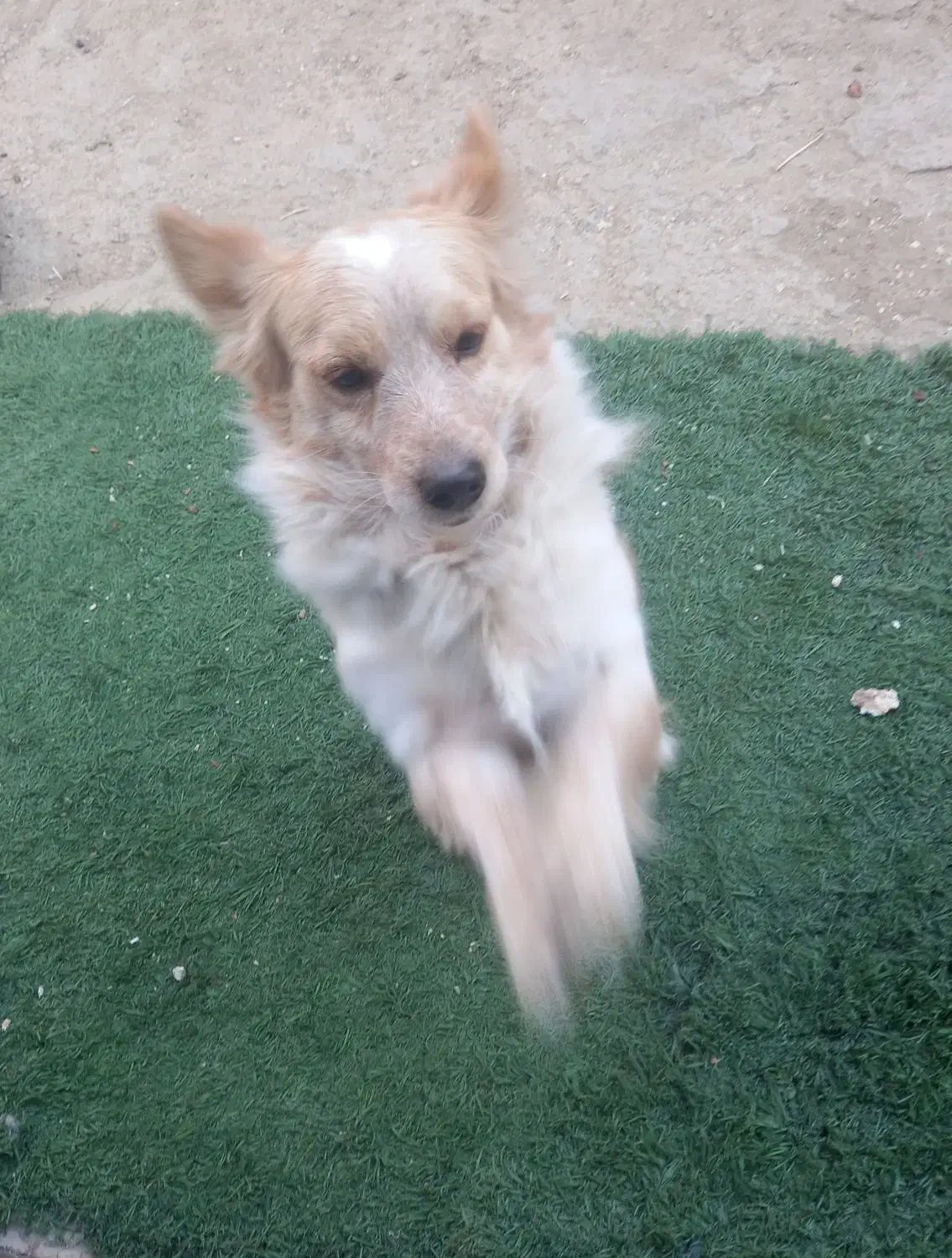 سگ پامر|سگ|بندر ماهشهر, |دیوار