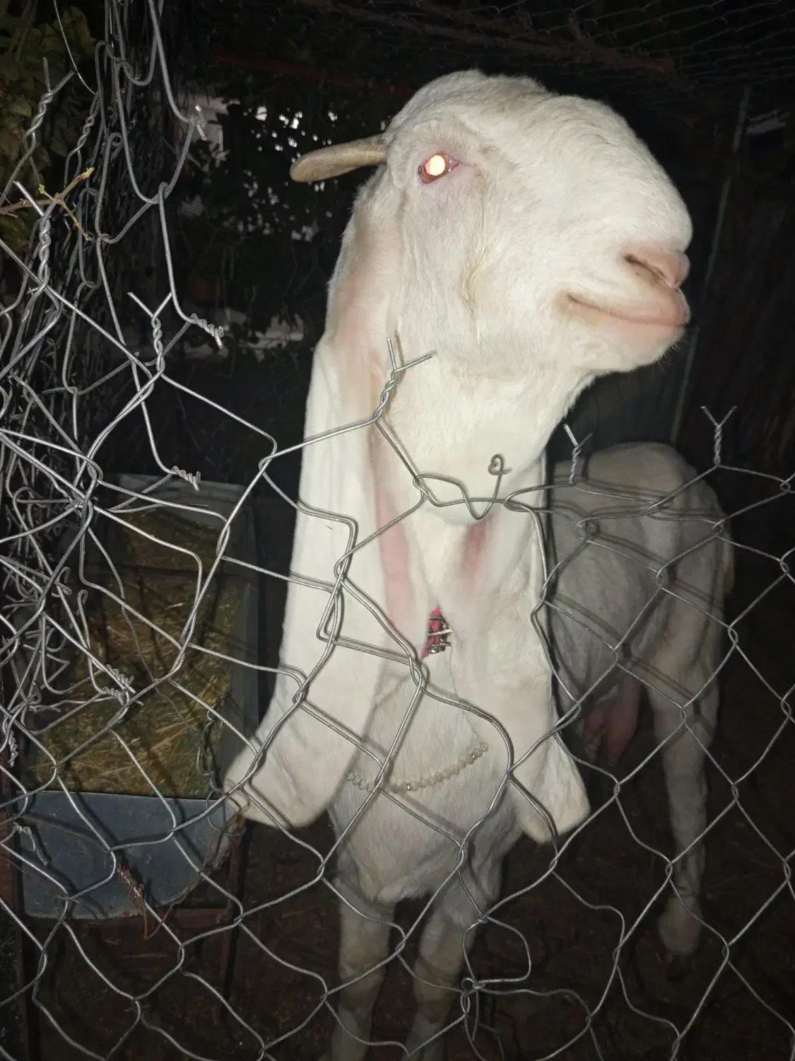 بز گلابی اصل اصل وزن بالا بلند|حیوانات مزرعه|خشت, |دیوار