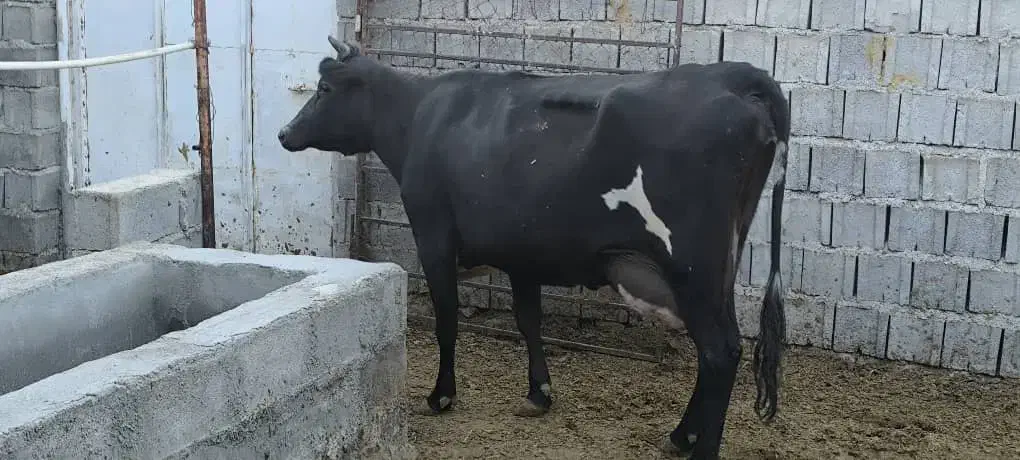 گاو برانسویس|حیوانات مزرعه|دهدشت, |دیوار