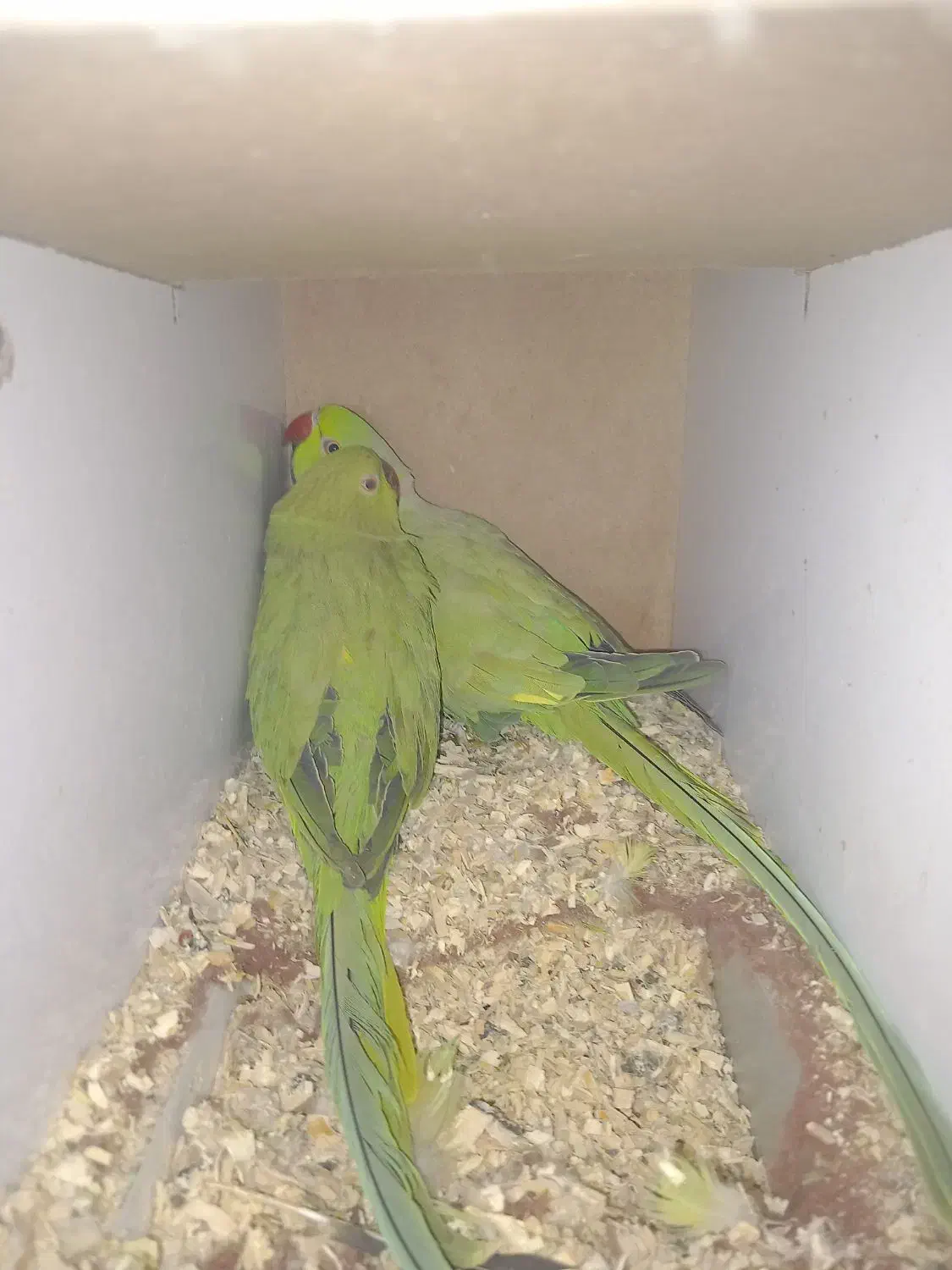 پرنده|پرنده|تربت‌حیدریه, کوه سنگی|دیوار